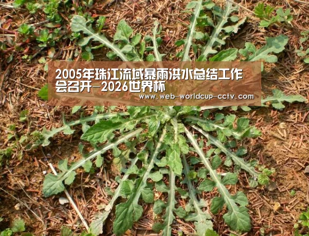 2005年珠江流域暴雨洪水总结工作会召开-2026世界杯(图3) 2026世界杯官网